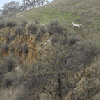 California Quail Country
