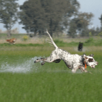 Steady to Wing & Shot: Part 4