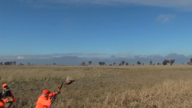 howimetron_pheasant1