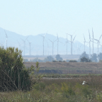 Pheasant Hunting With a Bow – Part 1: How I Met Ron
