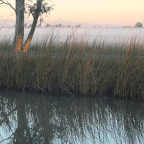 Pheasant Hunting With a Bow – Part 2: The Early Hunts