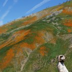 California Poppies