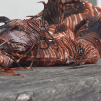 Belize Boys’ Trip: Lionfish Ceviche