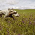 Vetch and Video Gear