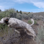 Road Trip – Battle Mountain, NV