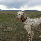 Road Trip – Dry Fork Road, MT