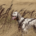 Proofing the Whoa Command