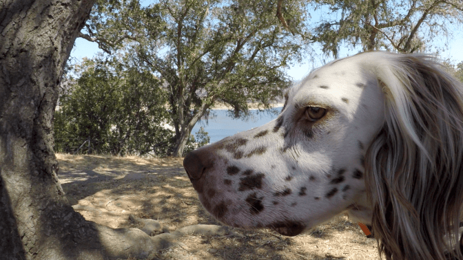 POD_StillsForWhittierFire3