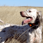 Rita Blanca National Grassland