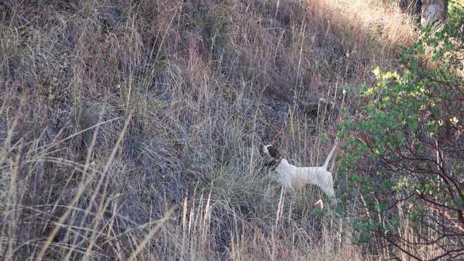 POD_AZ_MearnsPearlPoints