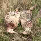 HIHP: Late Season Hens