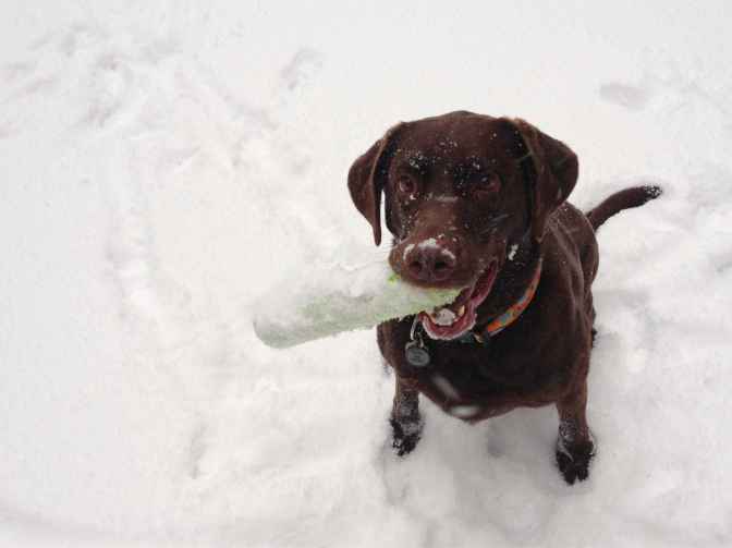 POD_PennySnowBumper