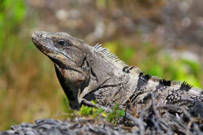 Iguana03ViaPhotossml